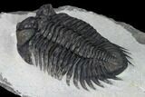 Coltraneia Trilobite Fossil - Huge Faceted Eyes #165839-3